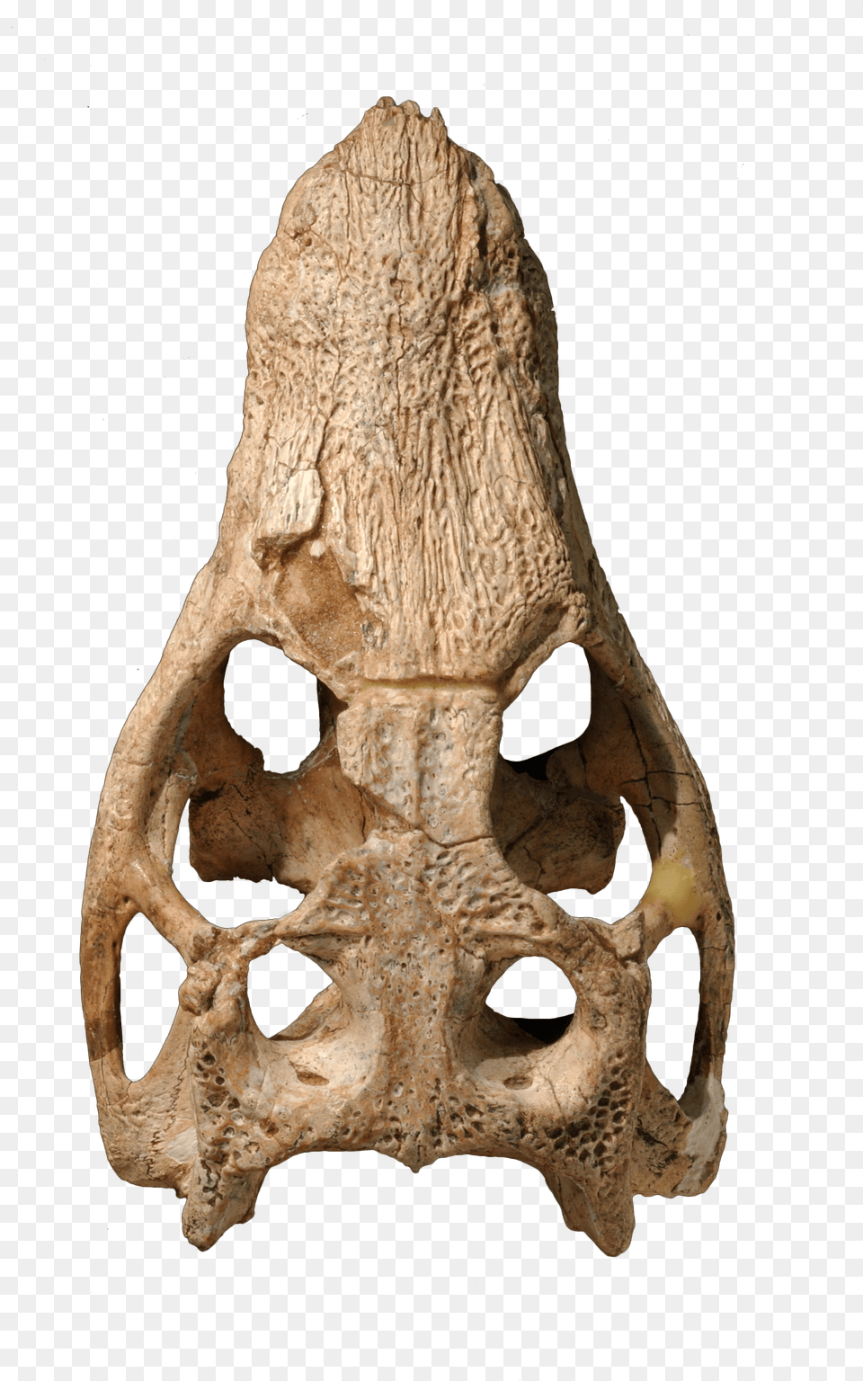 Araripesuchus Skull Image With No Driftwood Free Png Download