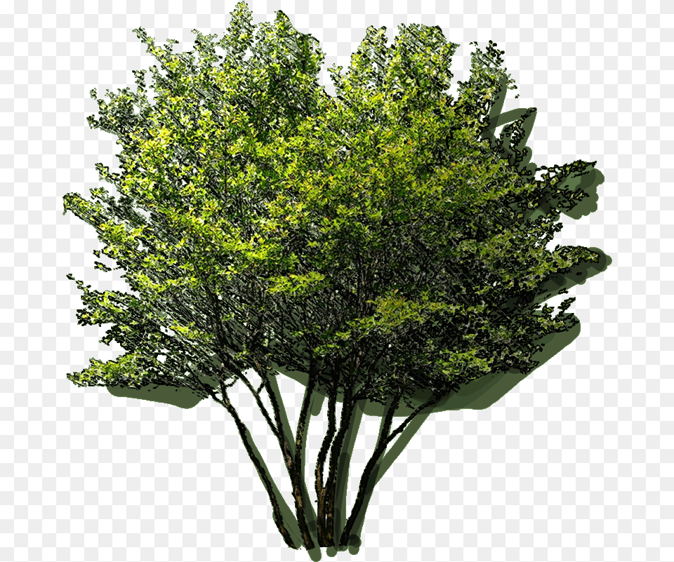 Araucaria Columnaris Jlwz 23 Jan Pond Pine, Plant, Tree, Vegetation, Leaf Png