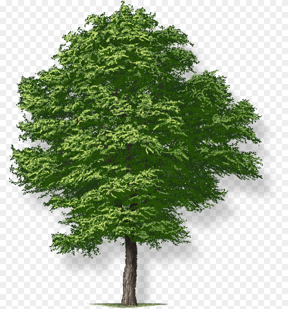 Arbol, Green, Oak, Plant, Sycamore Free Transparent Png