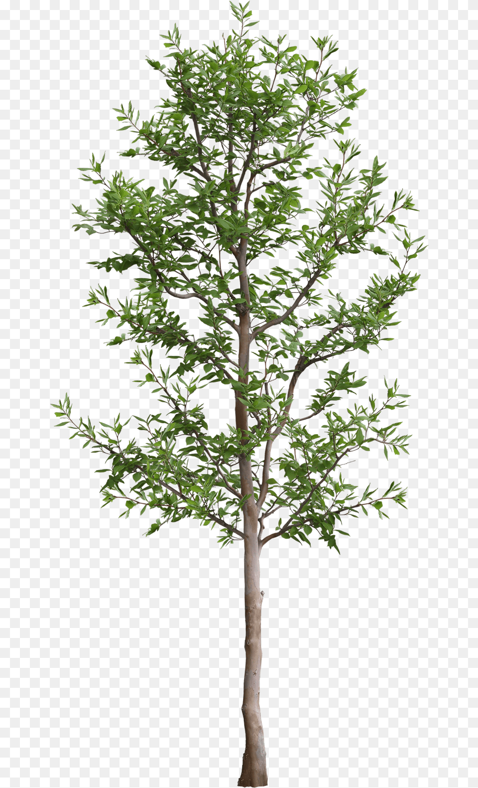 Arbol 3ds Max Tree, Plant, Potted Plant, Tree Trunk, Conifer Free Png