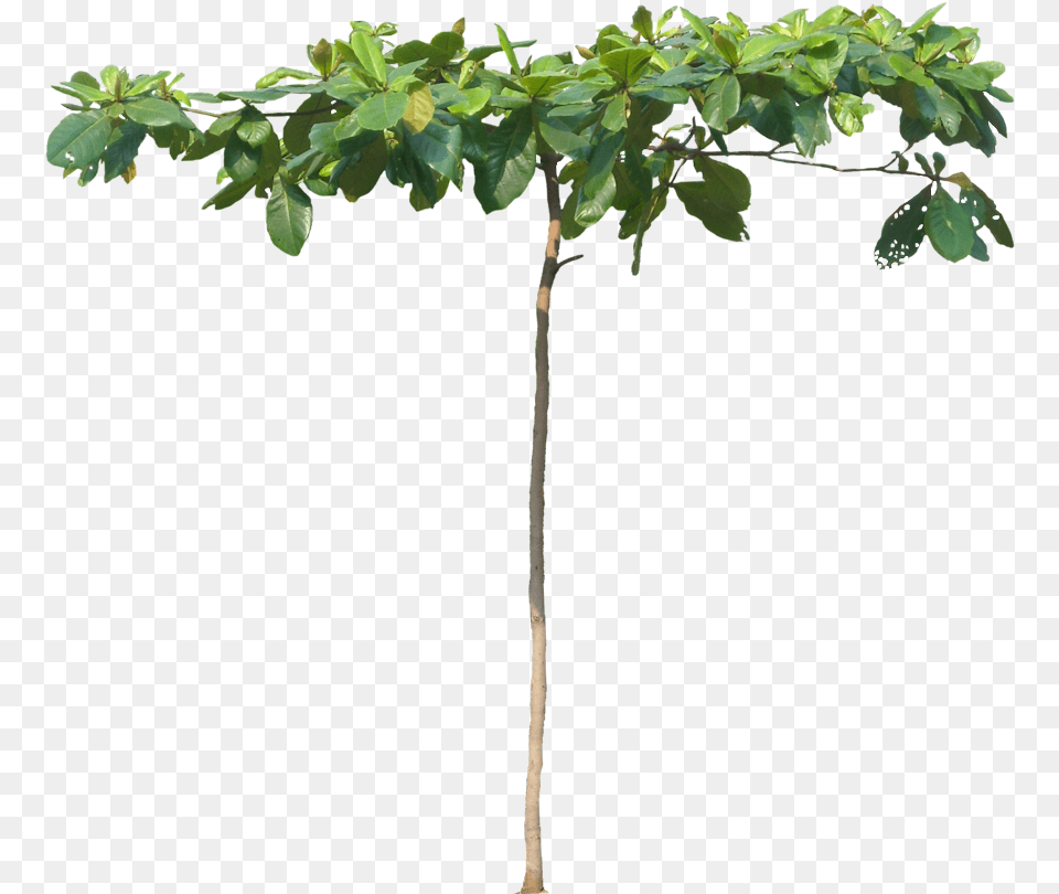 Arbol De Almendra, Leaf, Plant, Potted Plant, Tree Free Transparent Png
