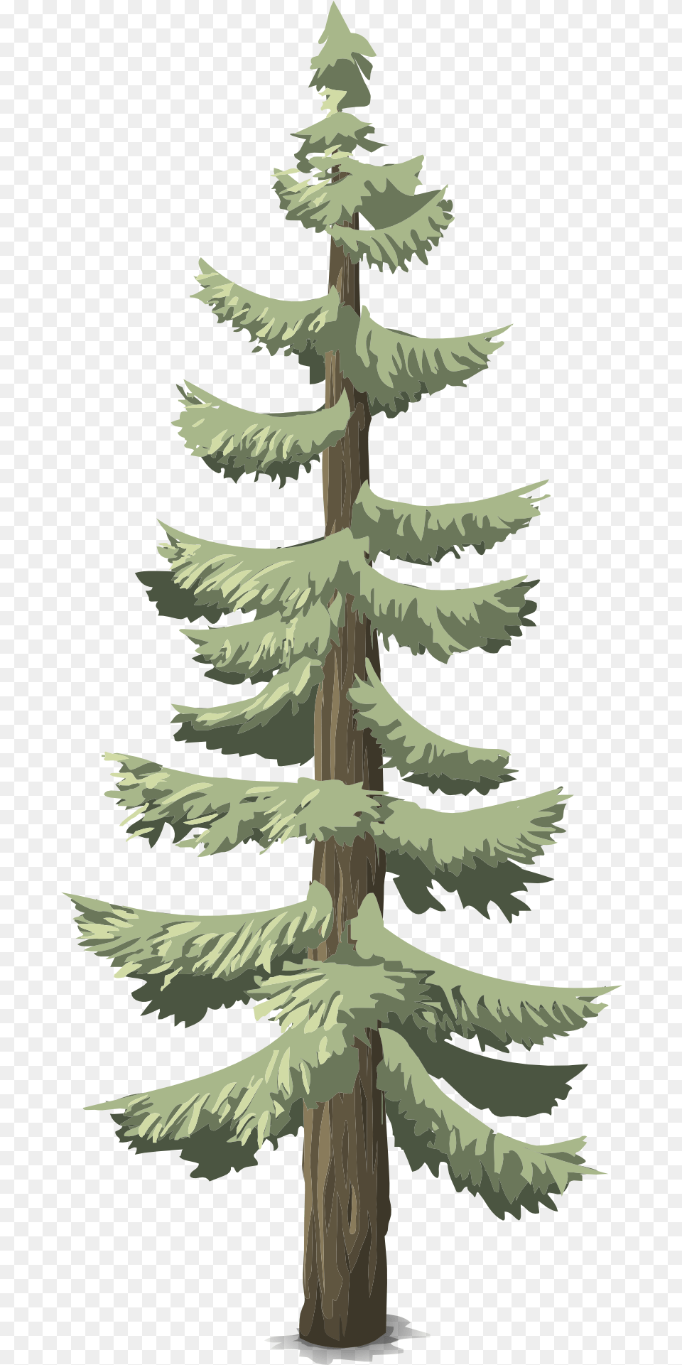 Arbol De Bosque, Fir, Pine, Plant, Tree Free Png Download