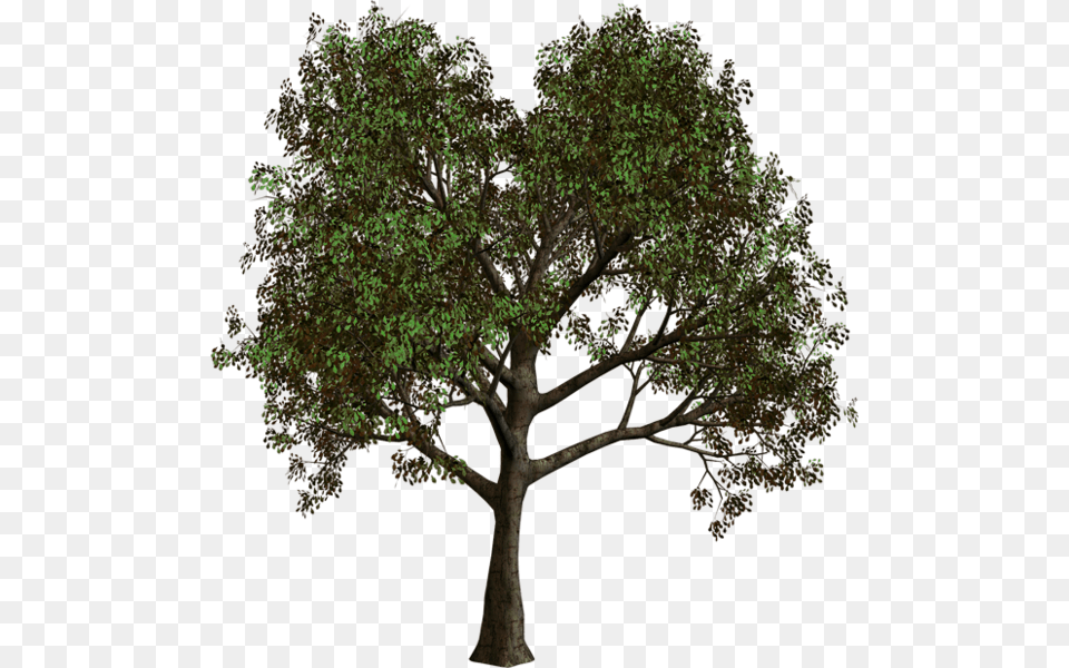 Arbol De Bosque, Oak, Plant, Sycamore, Tree Png Image