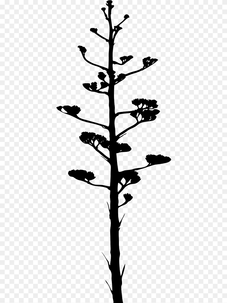 Arbol De La Pita, Gray Png