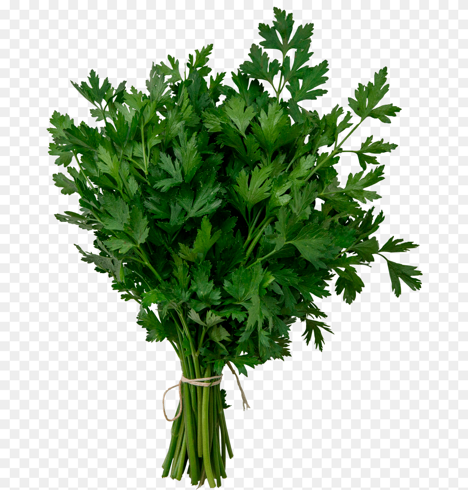 Arbol Encino, Herbs, Parsley, Plant Png