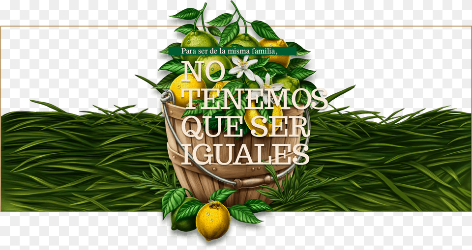 Arbol Limones Tunez Illustration, Citrus Fruit, Food, Fruit, Lemon Free Transparent Png