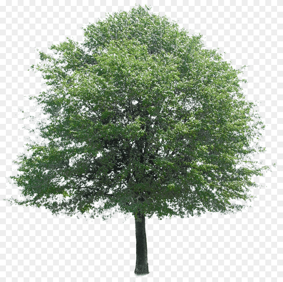 Arbol Perenne Trees For Photoshop, Maple, Oak, Plant, Sycamore Free Transparent Png