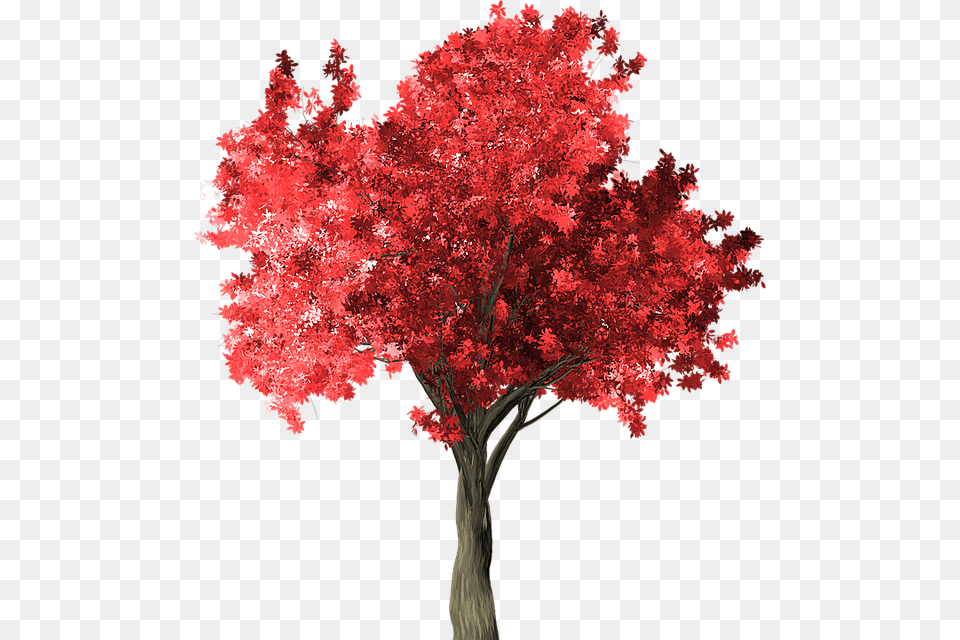 Arbol Rojo, Maple, Plant, Tree, Flower Free Png