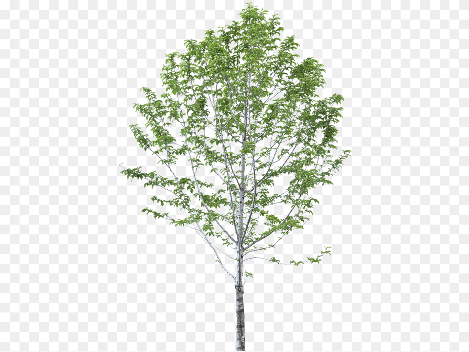 Arbol Sin Fondo 4 Birch Tree, Plant, Oak, Sycamore, Tree Trunk Png Image