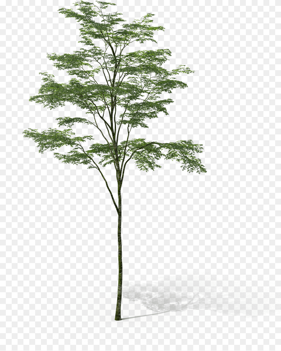 Arbol Sin Fondo Photoshop, Plant, Tree, Green, Conifer Free Transparent Png