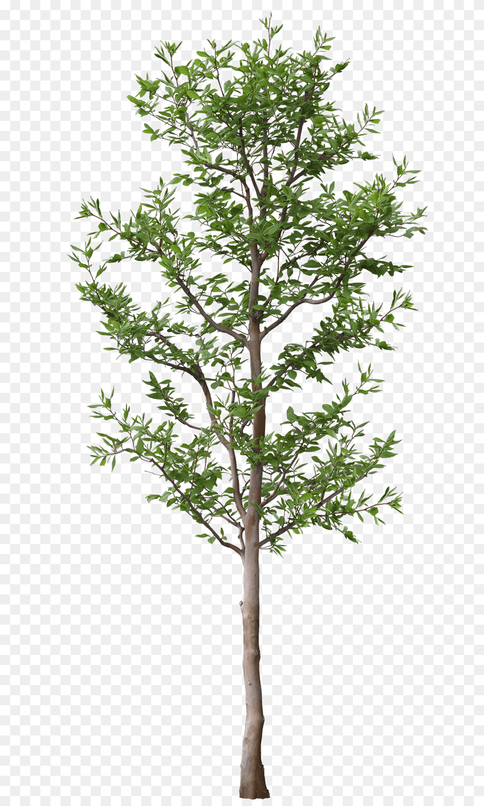 Arbol Tree For Architectural Rendering, Plant, Potted Plant, Tree Trunk, Leaf Free Transparent Png