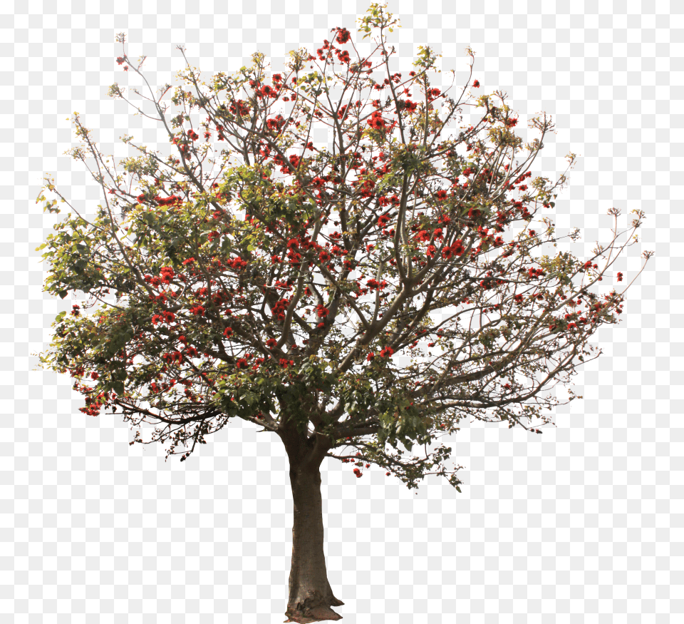 Arbol Tree Rboles Trees Riberry, Maple, Plant, Potted Plant, Flower Free Transparent Png