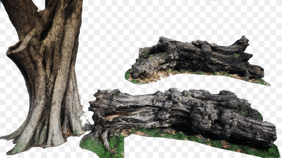 Arbol Tronco Oak, Plant, Tree, Tree Trunk, Wood Png Image