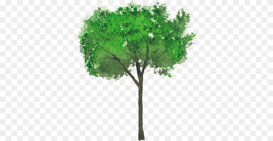 Arbol Trueno, Oak, Plant, Sycamore, Tree Png Image