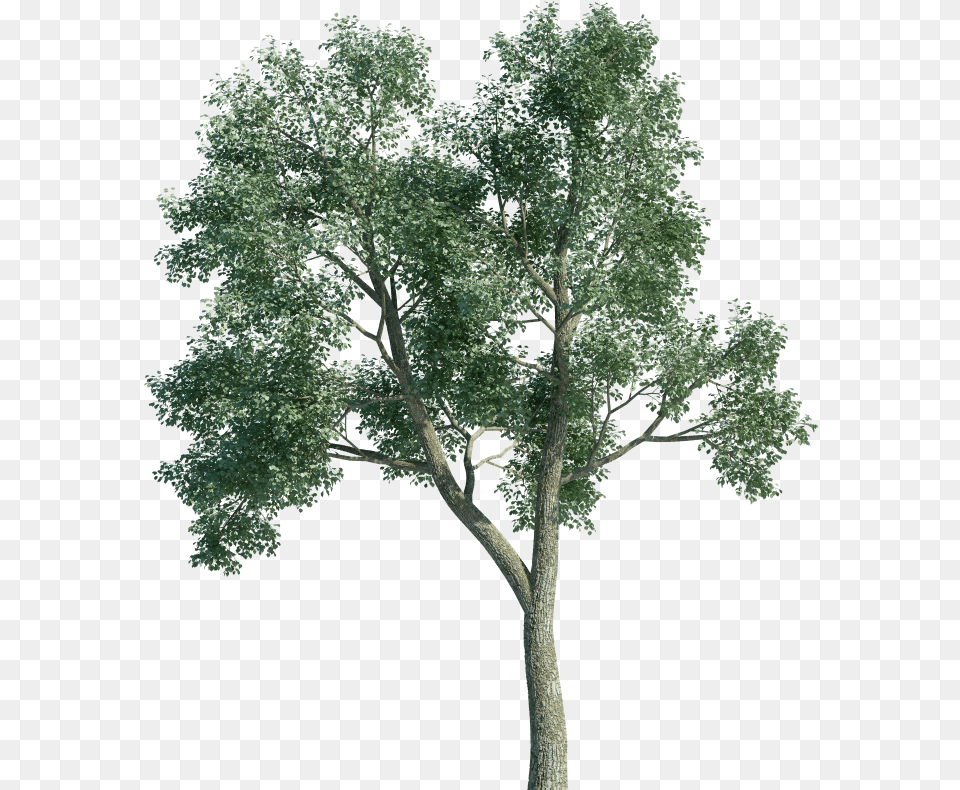 Arboles, Oak, Plant, Sycamore, Tree Free Transparent Png