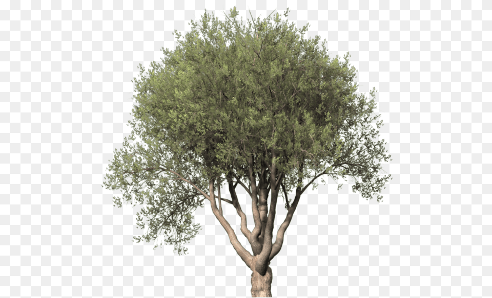Arboles, Oak, Plant, Sycamore, Tree Free Png