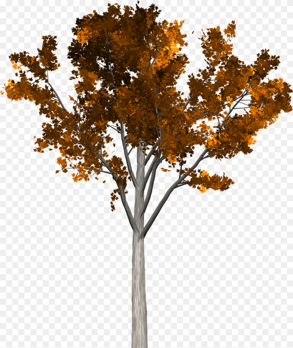 Arboles, Leaf, Maple, Plant, Tree Free Png