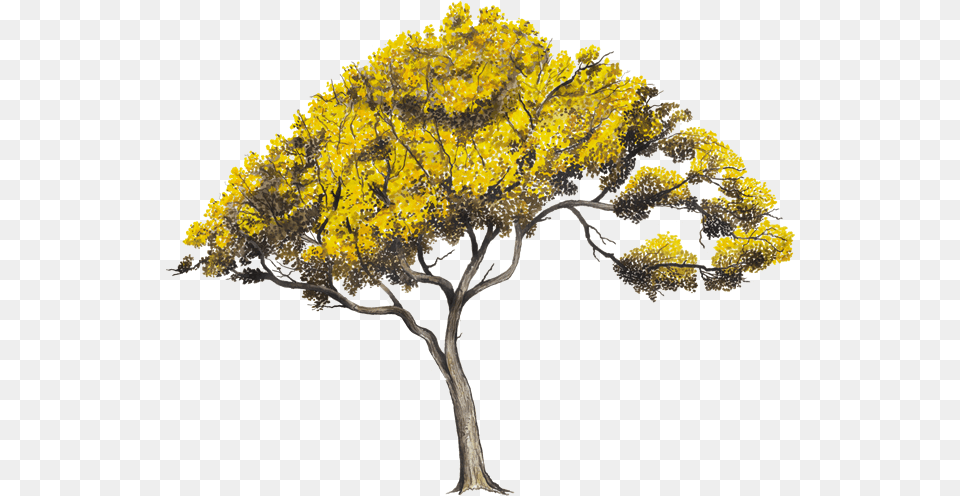 Arboles, Plant, Tree, Flower, Mimosa Free Png Download