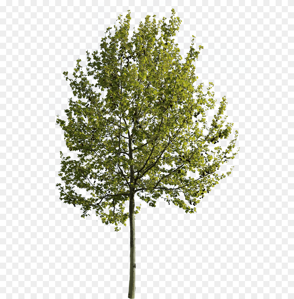 Arboles En Vista, Oak, Plant, Sycamore, Tree Free Transparent Png