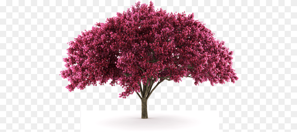 Arboles Imagenes De Arboles, Flower, Maple, Plant, Tree Free Png Download