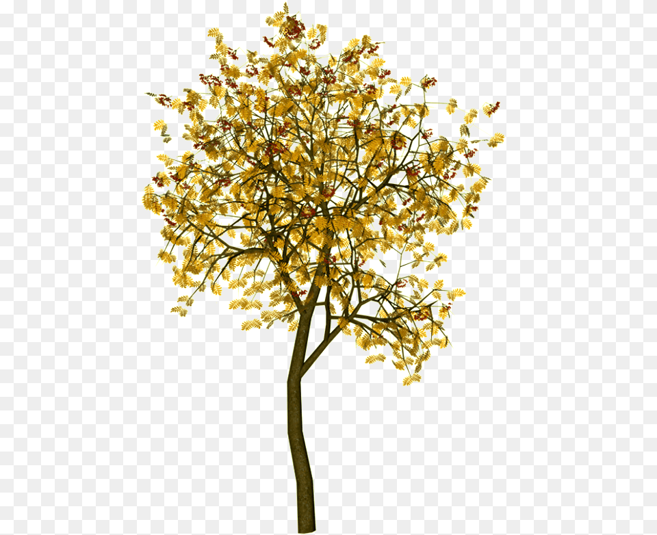 Arboles Paisajismo Armaduras Montajes Arquitectura Full Tree Drawing Transparent Background, Flower, Plant, Apiaceae, Leaf Png