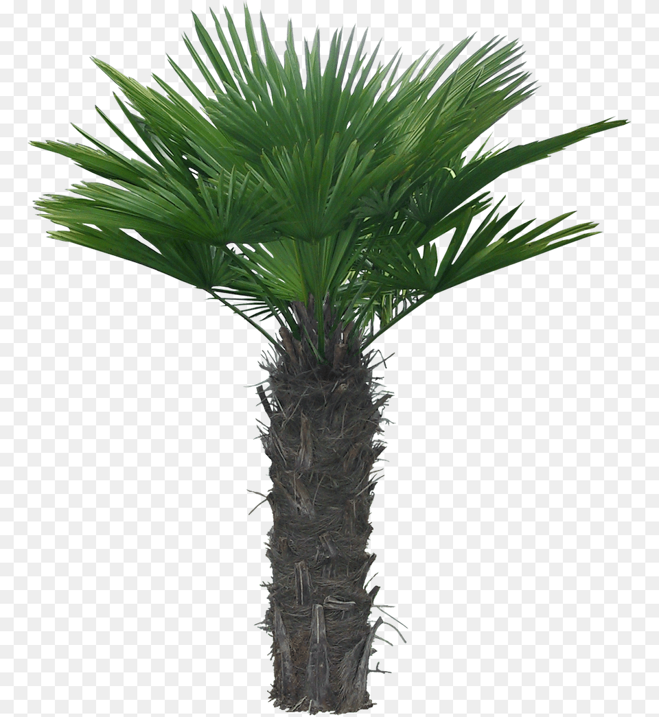 Arboles Palm Trees, Palm Tree, Plant, Tree Free Png