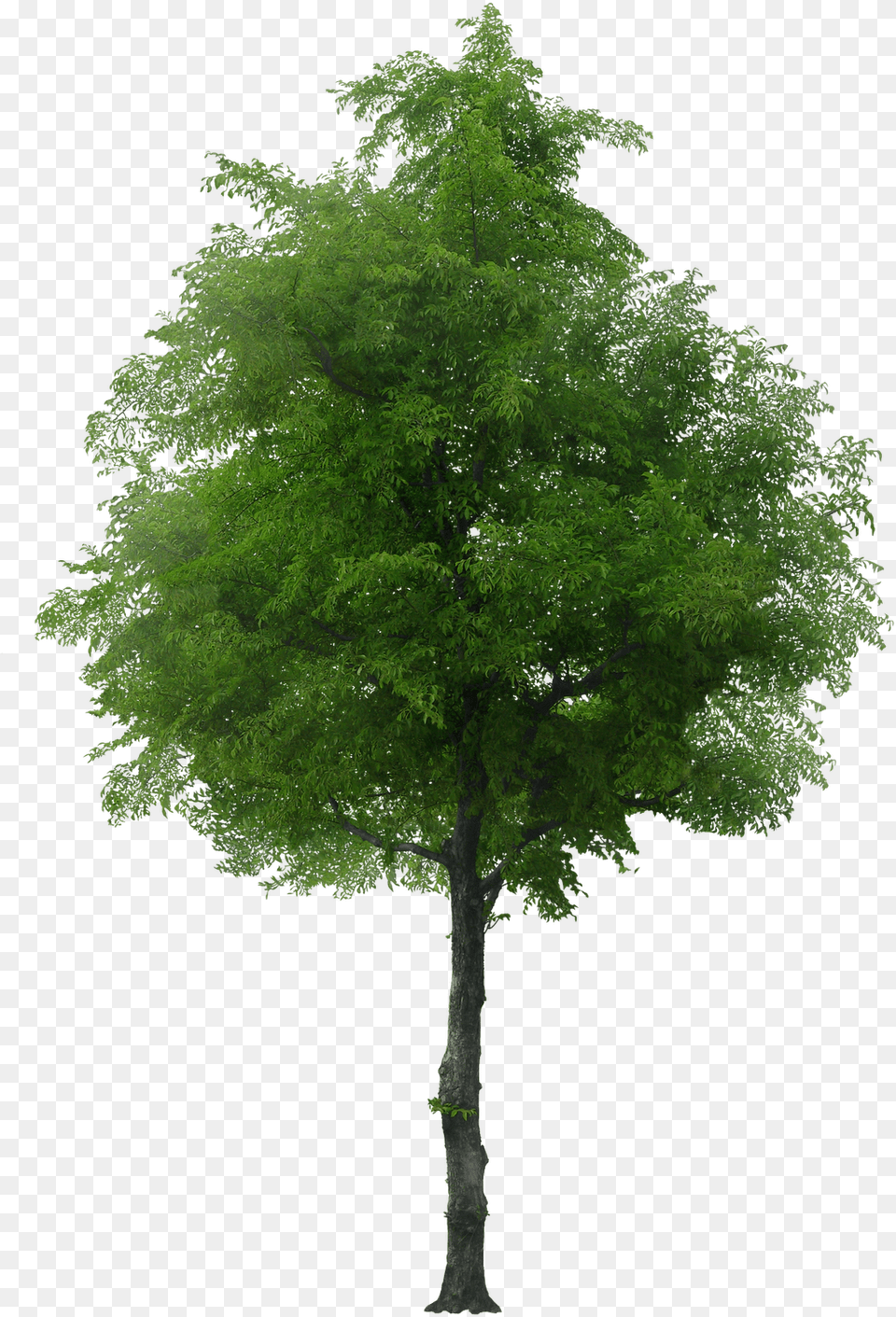 Arboles Rain Forest Trees, Plant, Tree, Oak, Sycamore Free Png