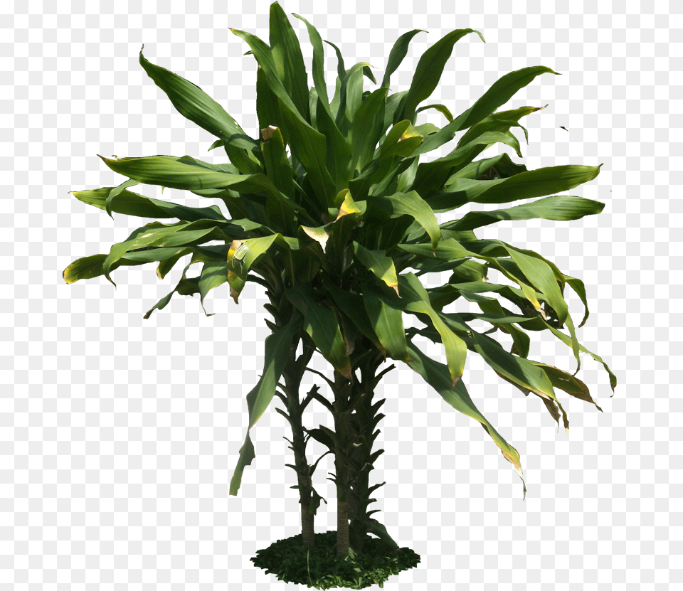 Arboles Tropical Plants Background, Leaf, Plant, Potted Plant Free Png