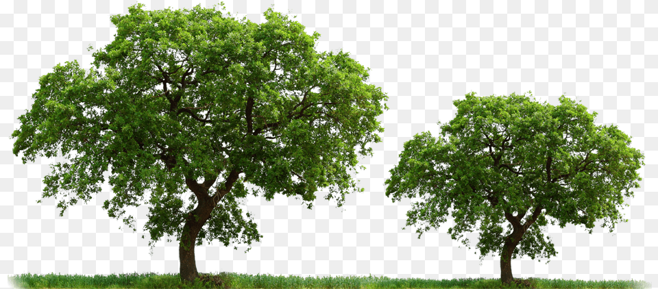 Arboles Y Flores Tree White Background Hd, Oak, Plant, Sycamore, Tree Trunk Png Image