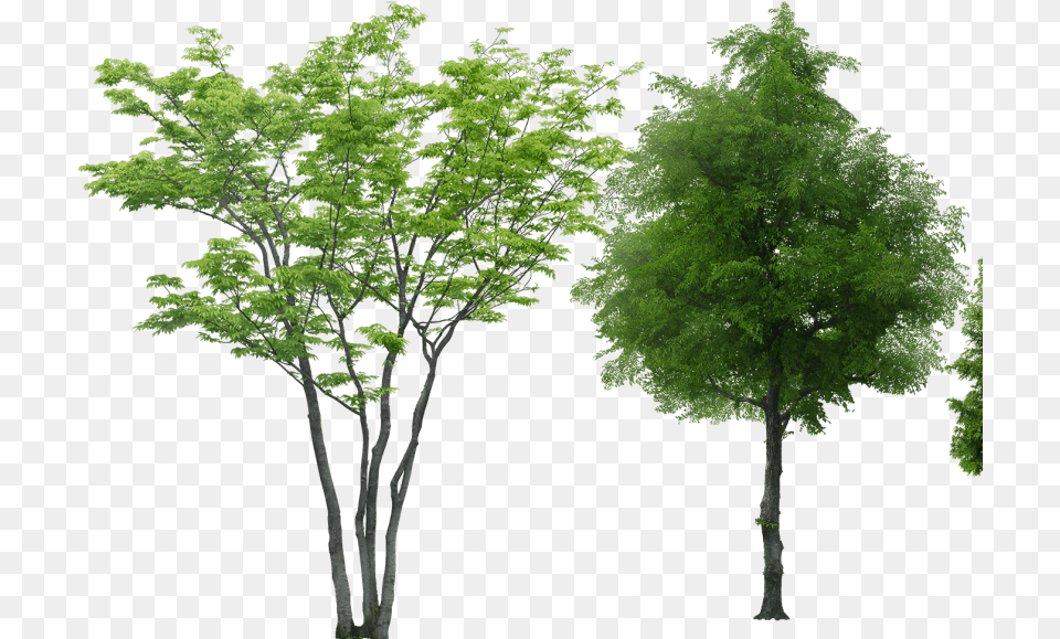 Arbolespost Arboles Sin Fondo, Tree, Oak, Sycamore, Plant Png Image