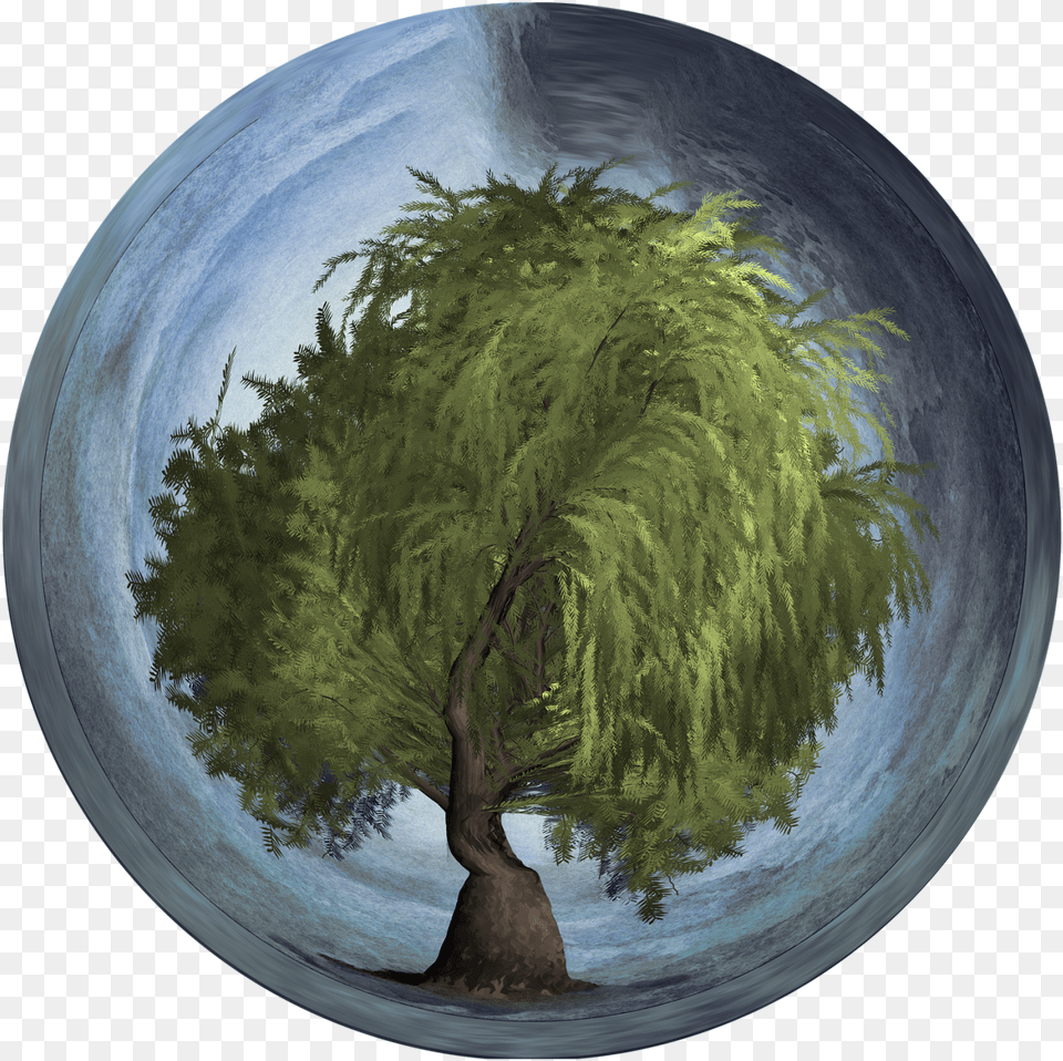 Arbor Day Tree Orb Weeping Willow Earth Sphere Tree In An Orb, Photography, Plant, Plate Free Png