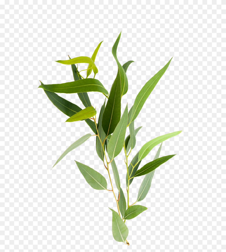 Arborcarbon Services For Maintaining Vegetation Health, Leaf, Plant, Tree, Herbal Png Image