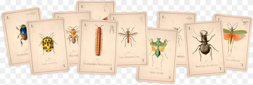 Arboretum 2019 Millipedes, Animal, Insect, Invertebrate, Envelope Free Png