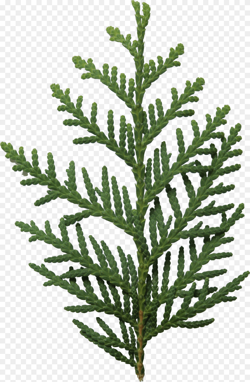 Arborvitae Leaf, Conifer, Plant, Tree, Fir Png