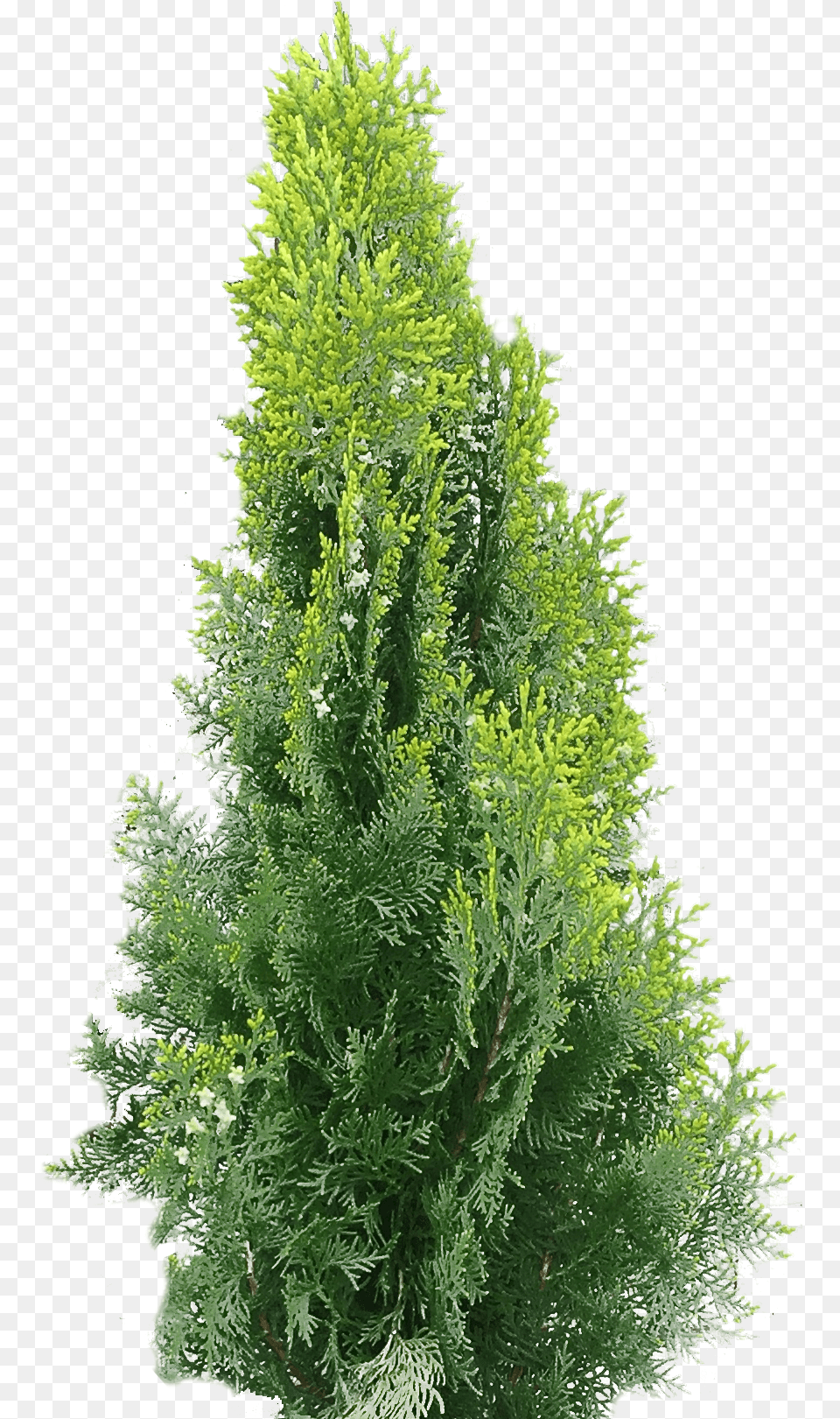 Arborvitae Transparent Collections Arborvitae, Conifer, Plant, Tree, Fir Free Png Download