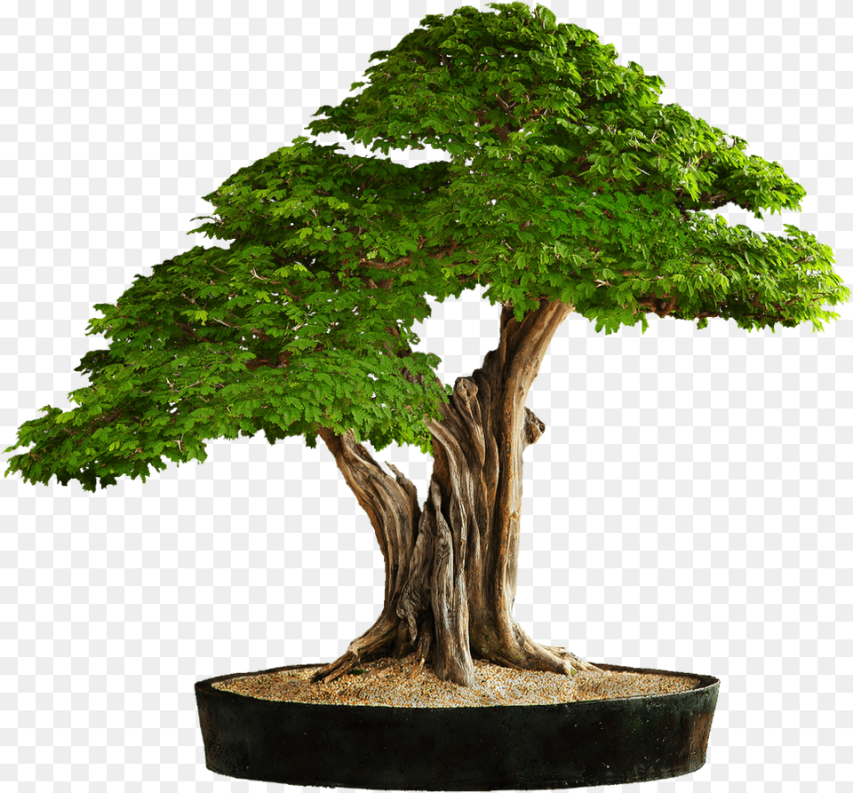 Arbre Bonsai Tree Background, Plant, Potted Plant, Conifer, Tree Trunk Free Png Download