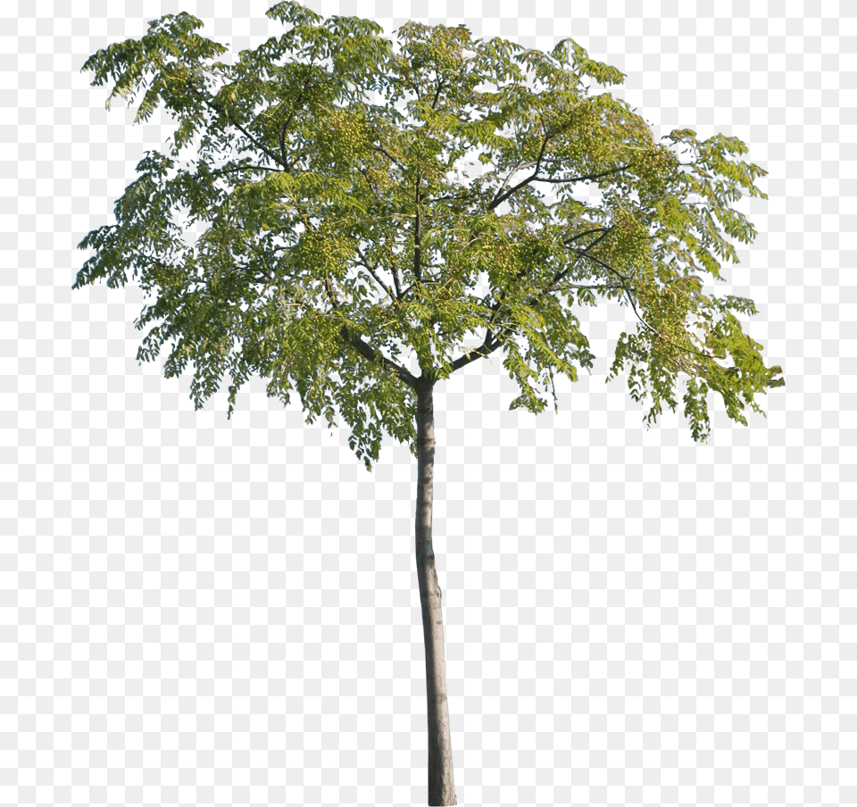 Arbre Cut Out, Oak, Plant, Sycamore, Tree Free Png Download