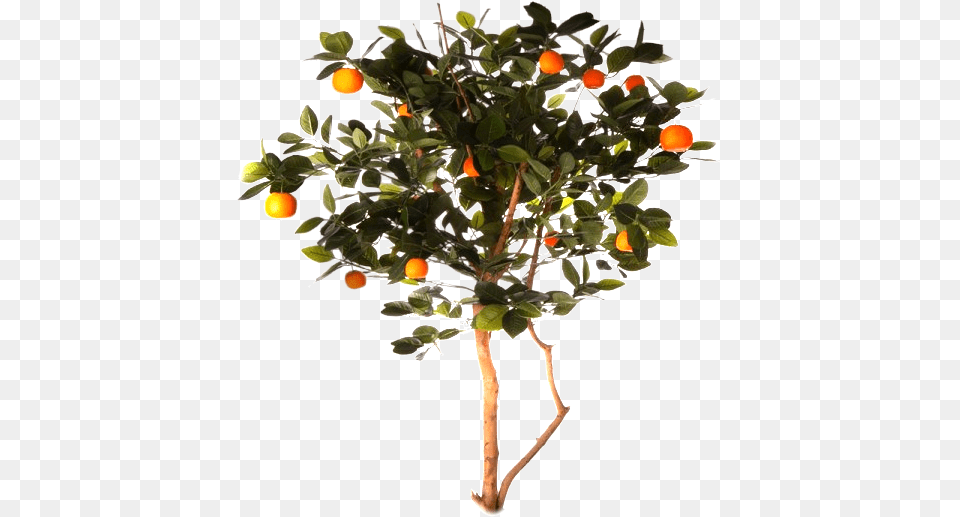 Arbre D Orange, Citrus Fruit, Food, Fruit, Plant Png Image