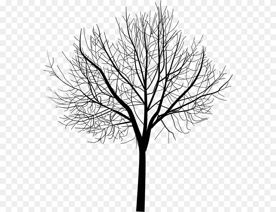 Arbre Hiver, Silhouette, Plant, Tree, Nature Png