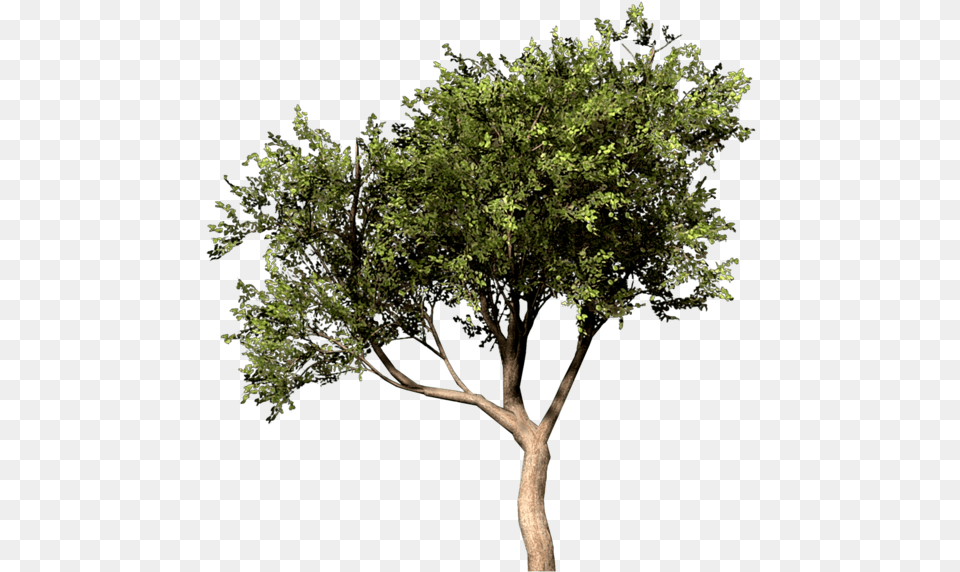 Arbre Photoshop, Plant, Tree, Tree Trunk, Vegetation Png Image
