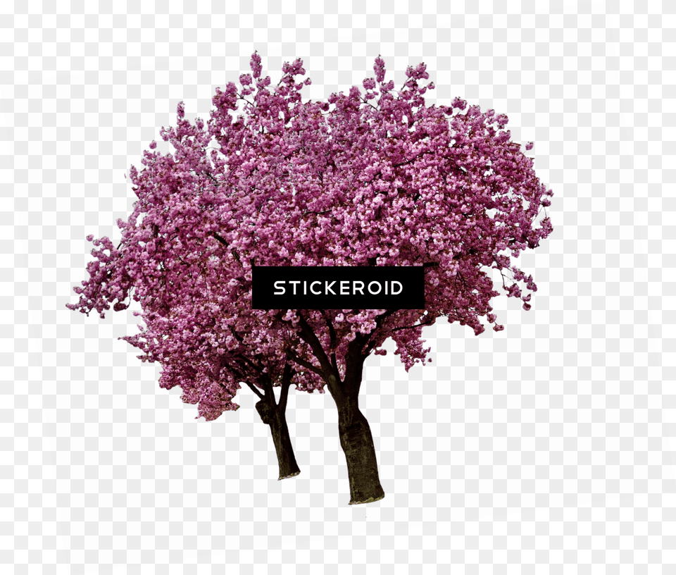 Arbre Sakura Tree Clear Background, Flower, Plant, Cherry Blossom Free Png Download