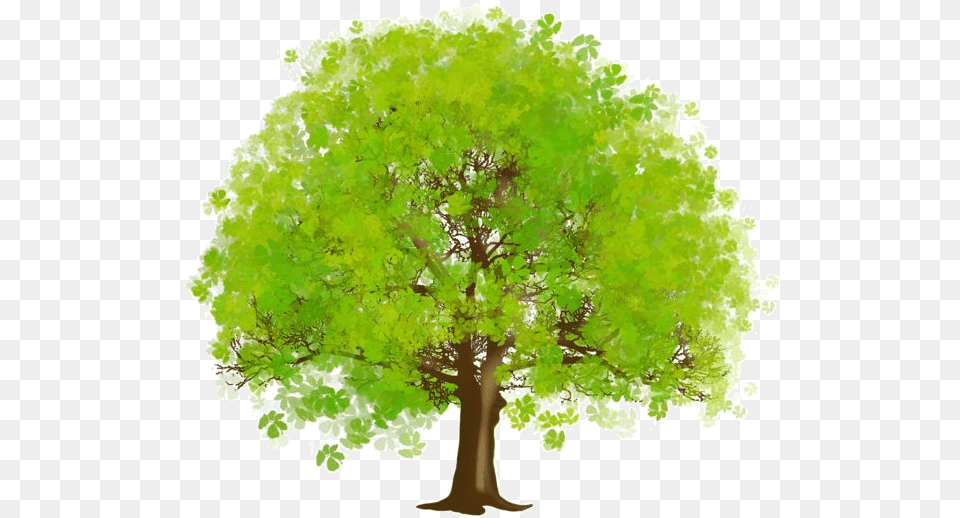 Arbre Tubes Ief Arbretubespng Green Trees Clipart Tree, Sycamore, Plant, Oak, Maple Free Png