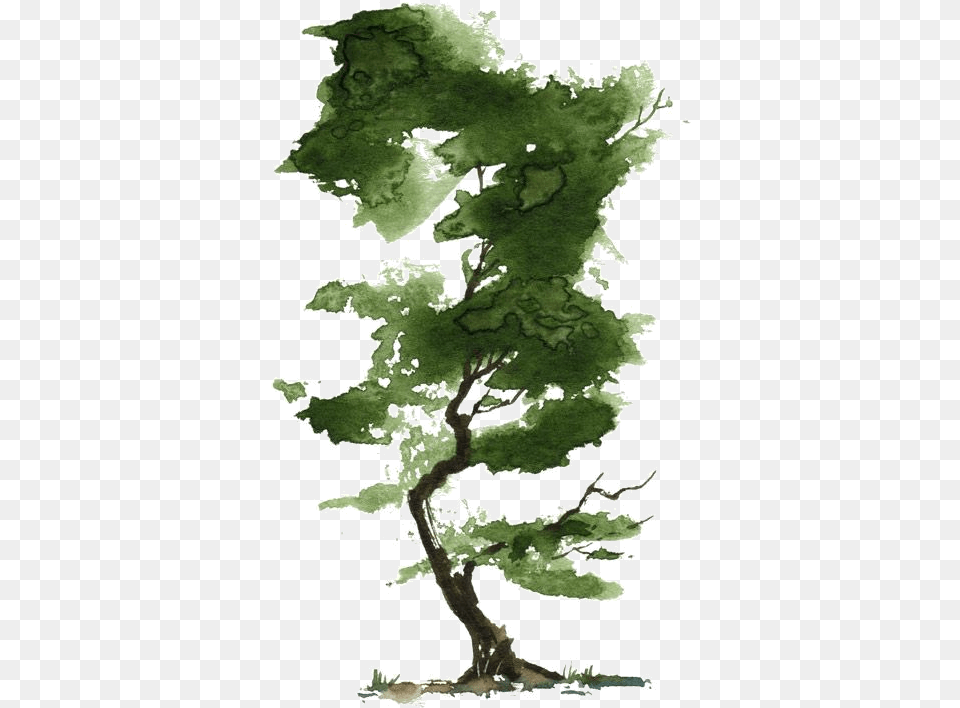 Arbre Tubes Transparent Watercolor Tree, Plant, Sycamore, Oak, Green Png