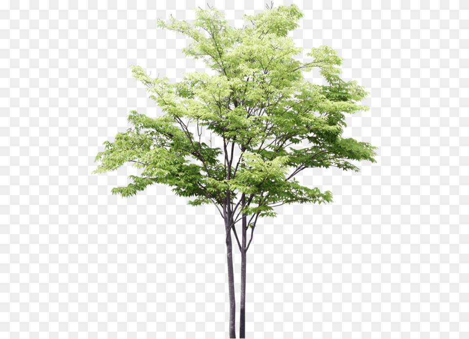 Arbres 3d Trees For Photoshop, Maple, Plant, Tree, Leaf Free Transparent Png