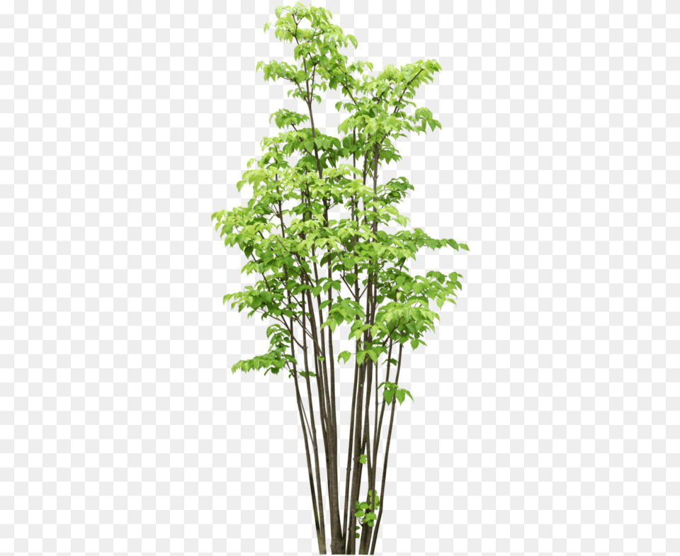 Arbretubespng Bamboo Tree Photoshop, Green, Leaf, Plant, Potted Plant Free Png