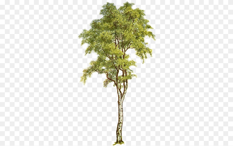Arbretubespng Silver Birch Tree Clipart, Oak, Plant, Sycamore, Conifer Free Png