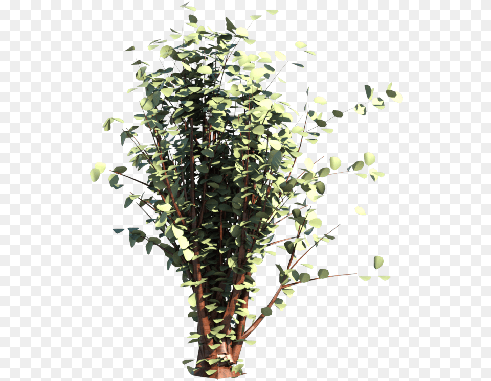 Arbusto Flores Imagens Arbusto, Leaf, Plant, Vine, Potted Plant Png Image