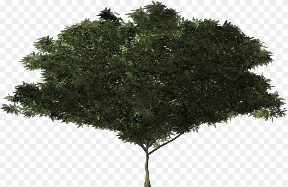 Arbusto Fundo Transparente, Oak, Plant, Sycamore, Tree Free Transparent Png