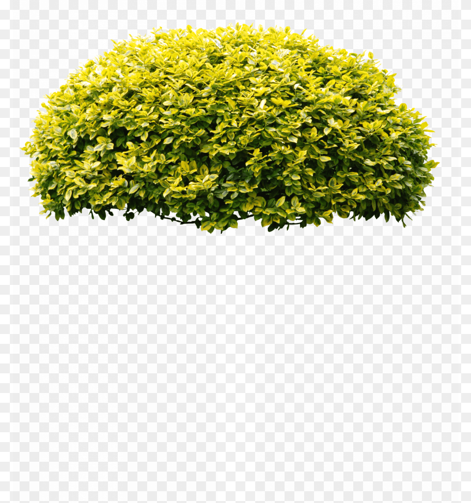 Arbusto Tree, Plant, Vegetation, Leaf, Potted Plant Png Image