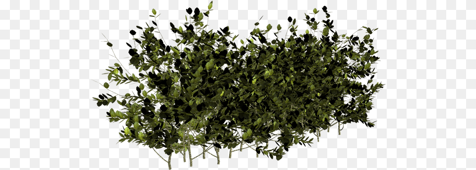 Arbustos En Arbuste Fond Transparent, Leaf, Plant, Potted Plant, Vegetation Png